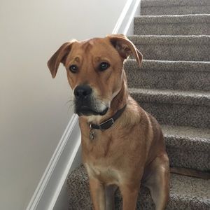 Meet your Posher, Violet